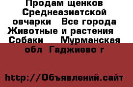 Продам щенков Среднеазиатской овчарки - Все города Животные и растения » Собаки   . Мурманская обл.,Гаджиево г.